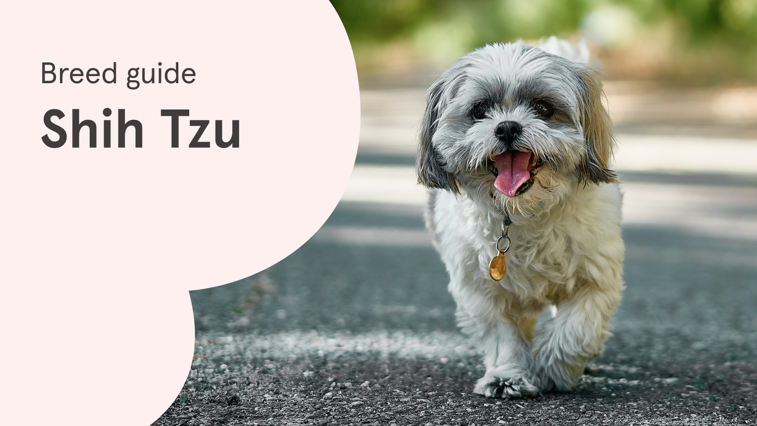 Shih Tzu Insurance, Breed & Health Information